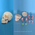 Menschliches Kopf Anatomisches Skelett Medizinisches Modell (R050114)